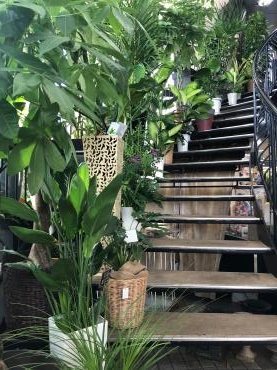 観葉植物|「花成」　（愛知県豊田市の花屋）のブログ